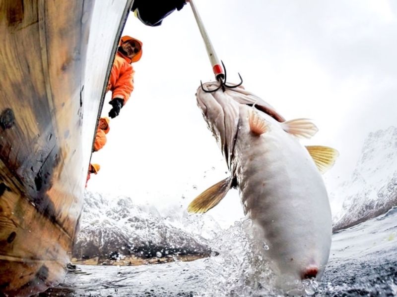 Norveç balıkçılık