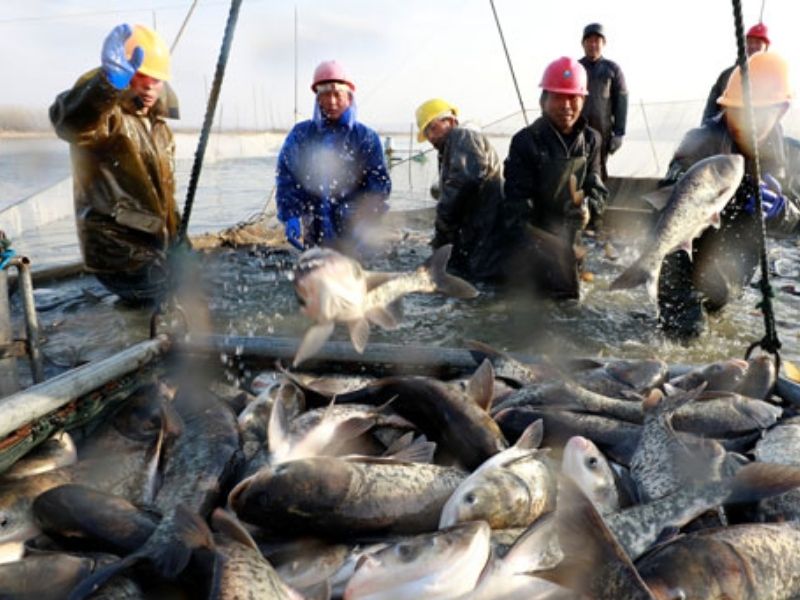 Çinde balık avı